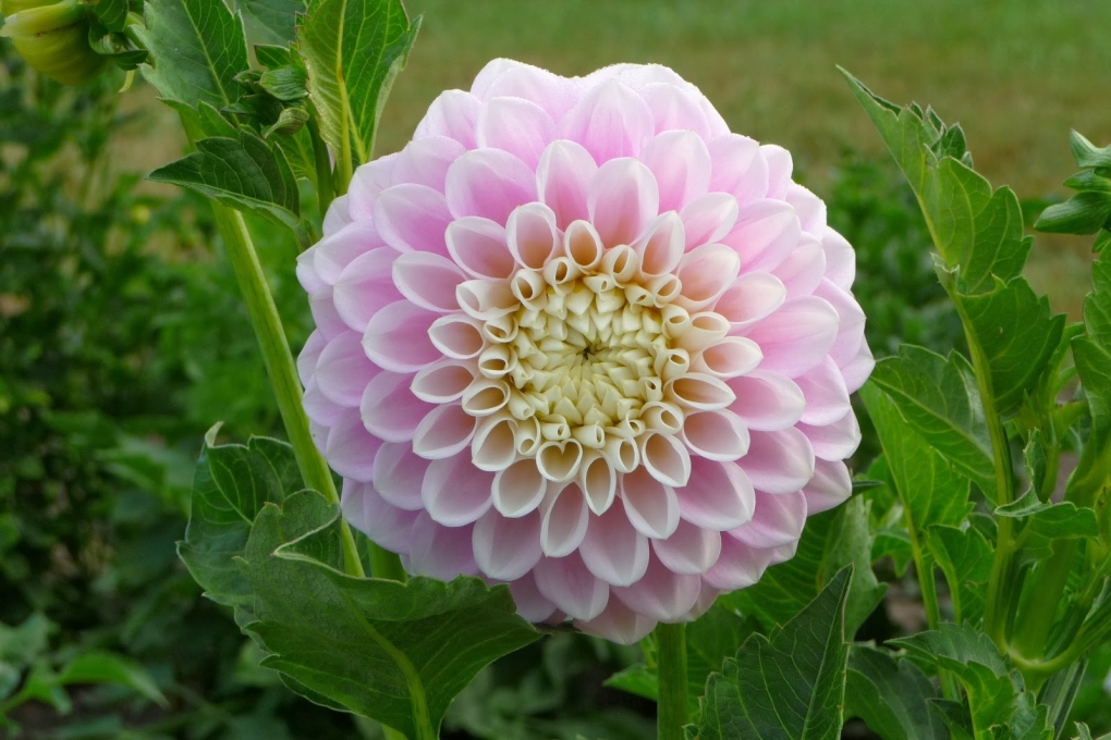 Георгина Карибиан фэнтези