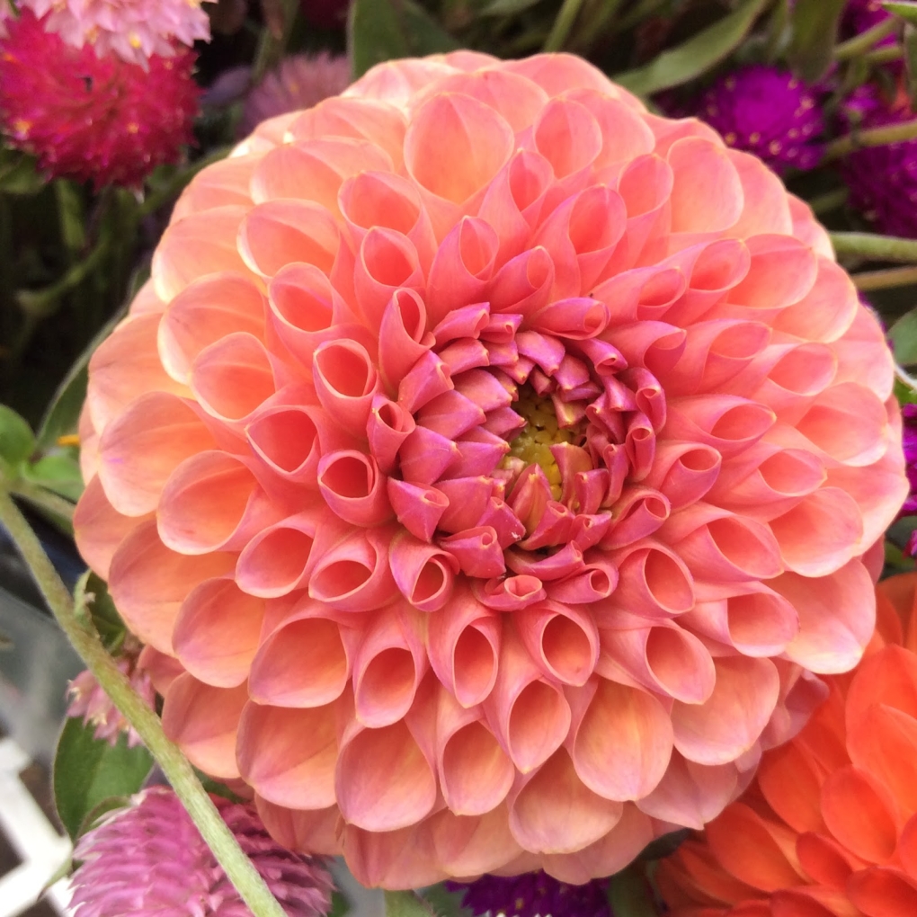 Георгин Нуит дете