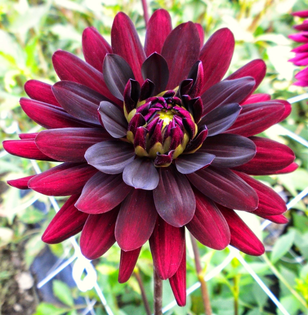 Георгин Snoho Sonia