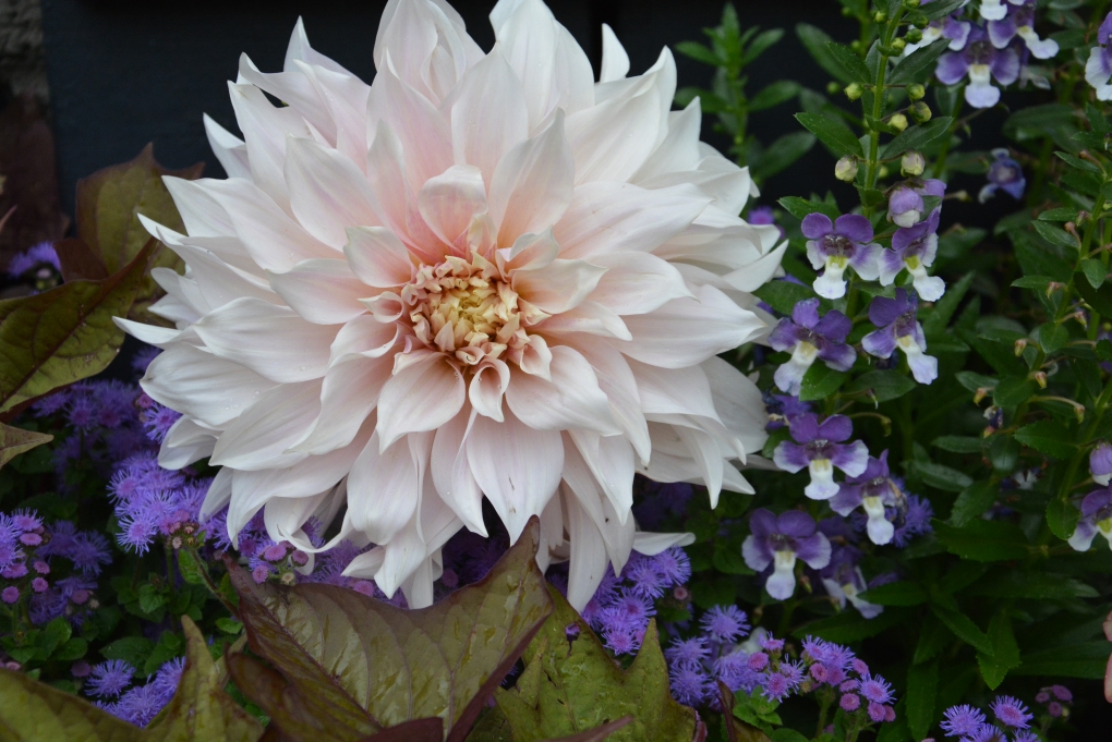 Георгина Карибиан фэнтези