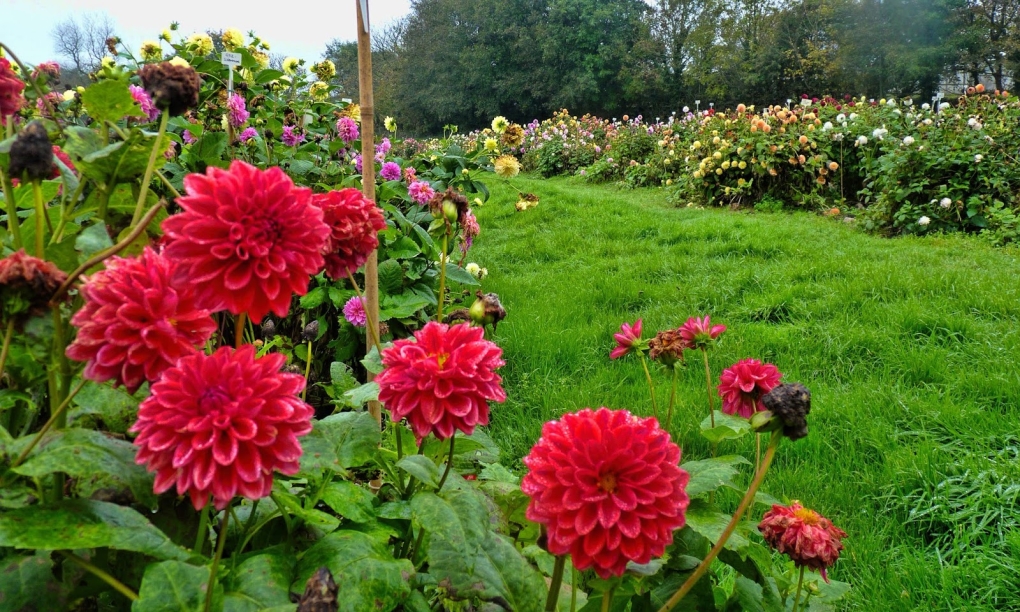 Кэрри Чэмберс актриса