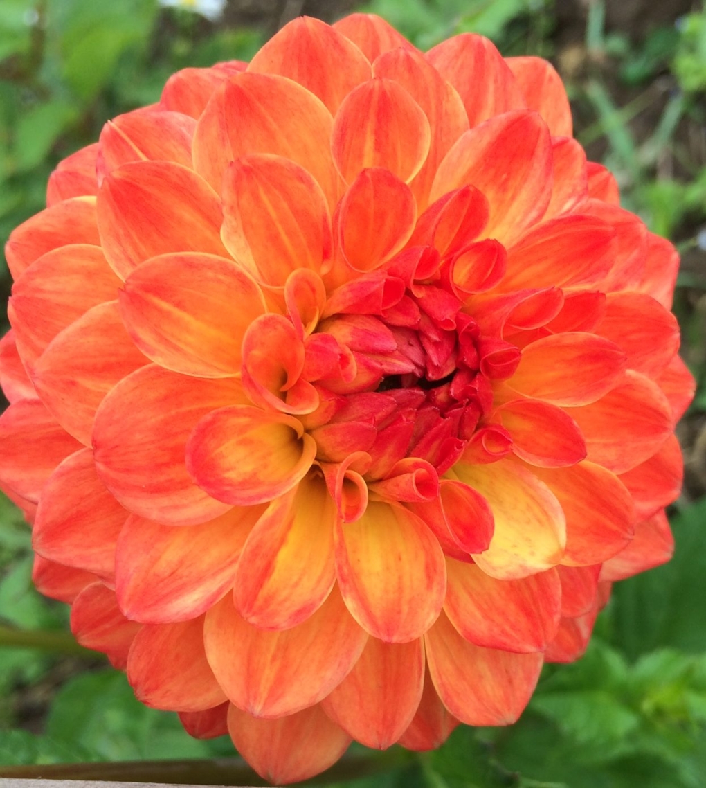 Георгина Манхэттен Айлэнд