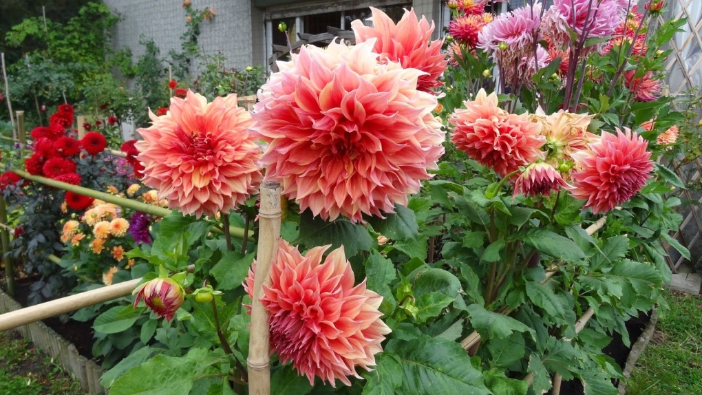 Георгина Dahlinova Montana