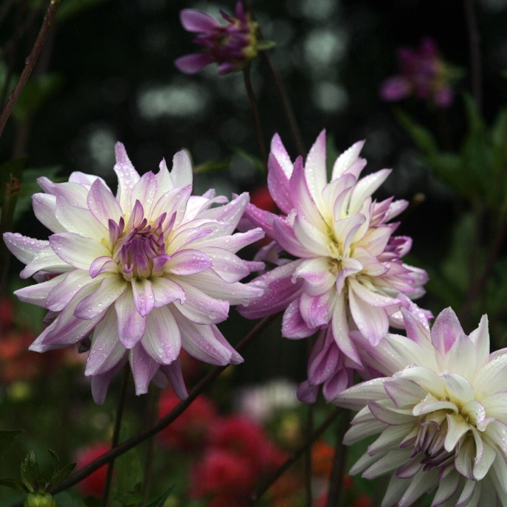 Георгин Cafe au lait jub