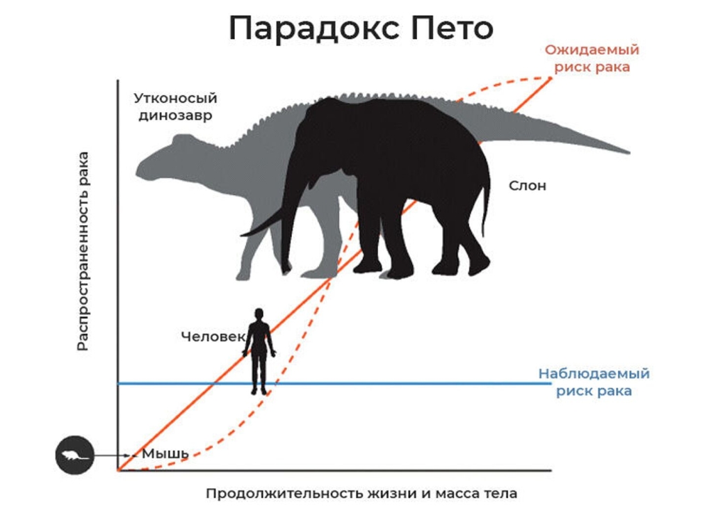 Старые толстые задницы